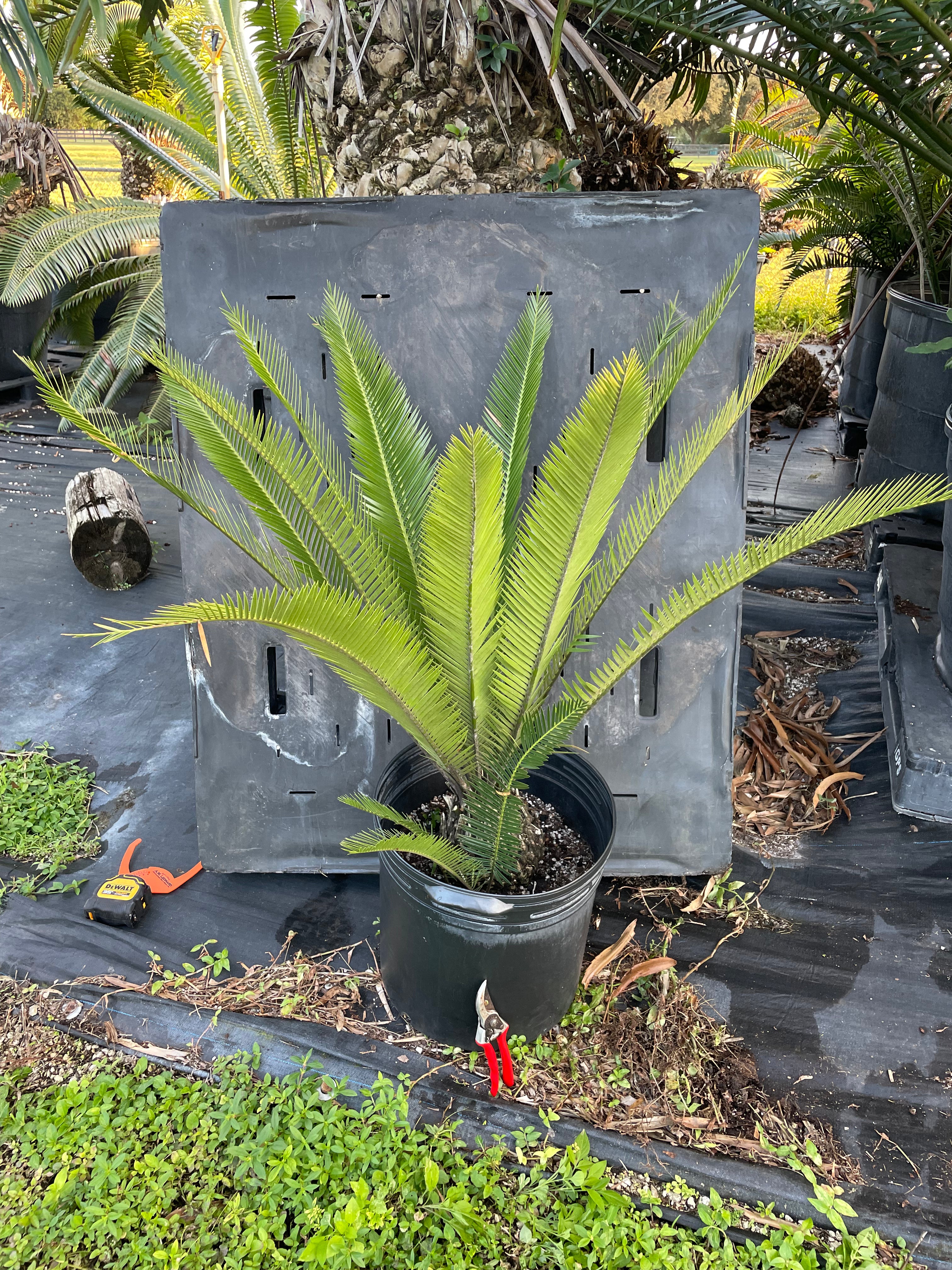 Dioon purpusii