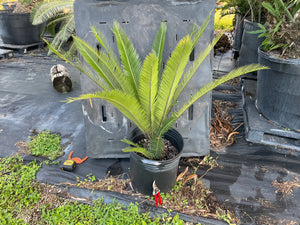 Dioon purpusii