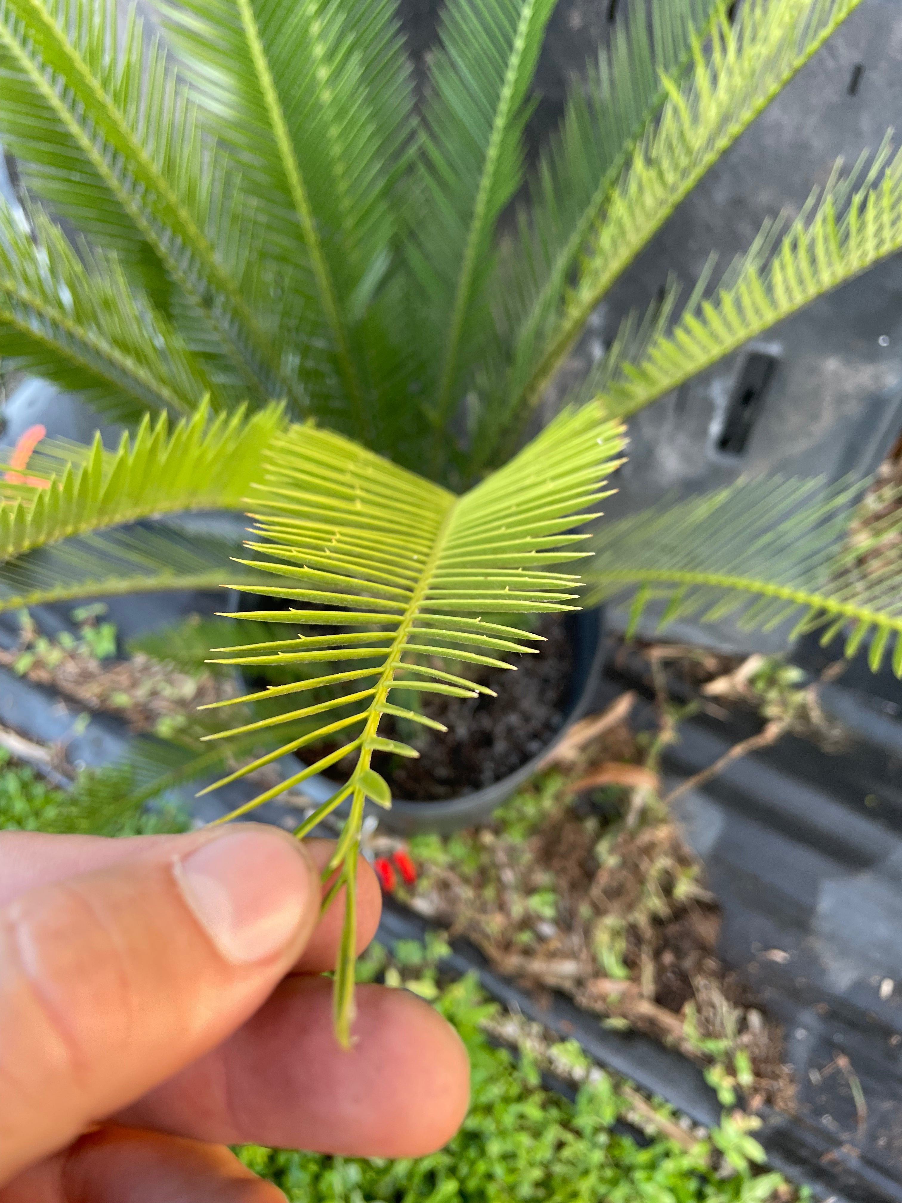 Dioon purpusii
