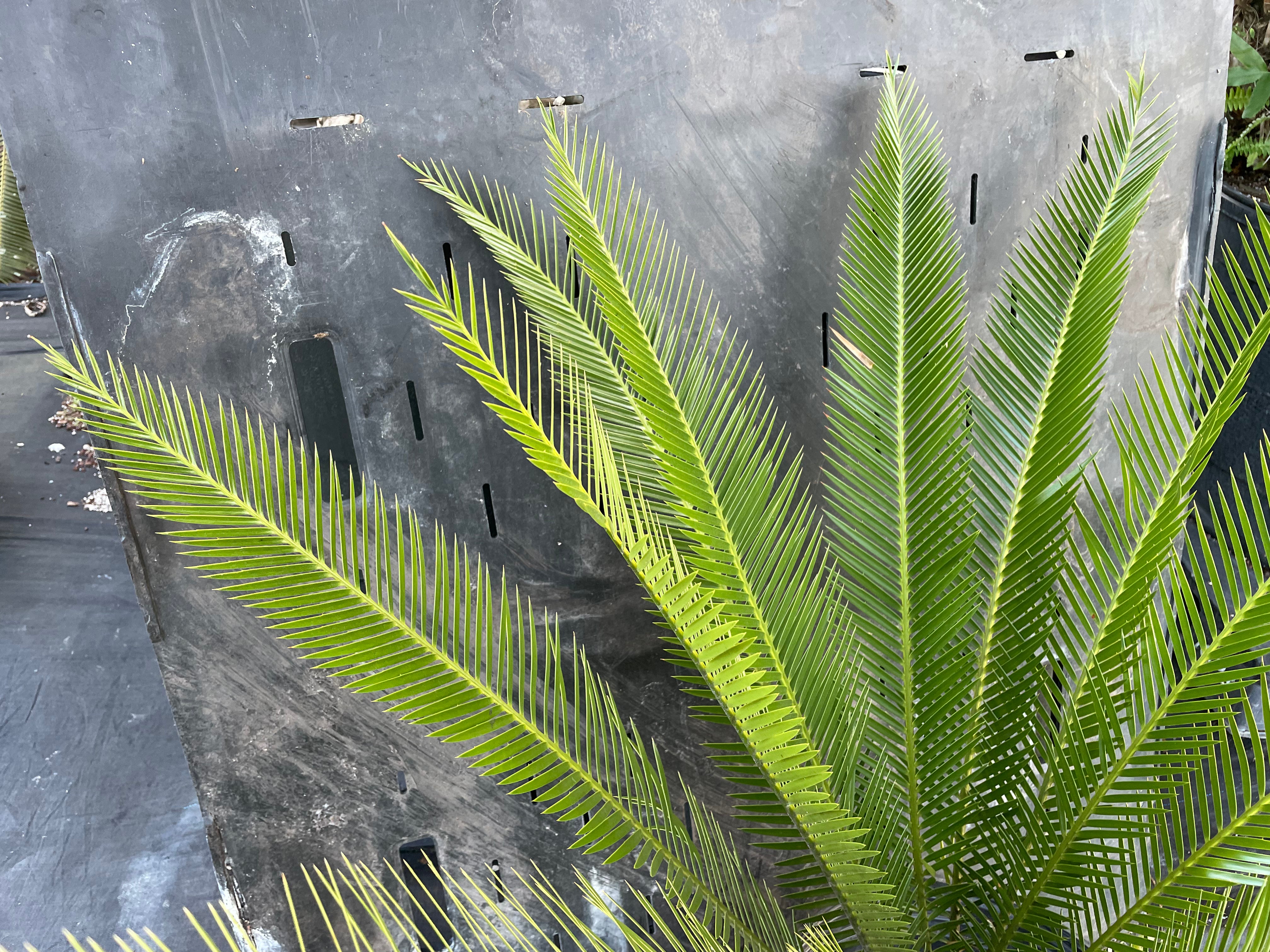 Dioon purpusii
