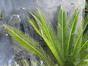 Dioon purpusii