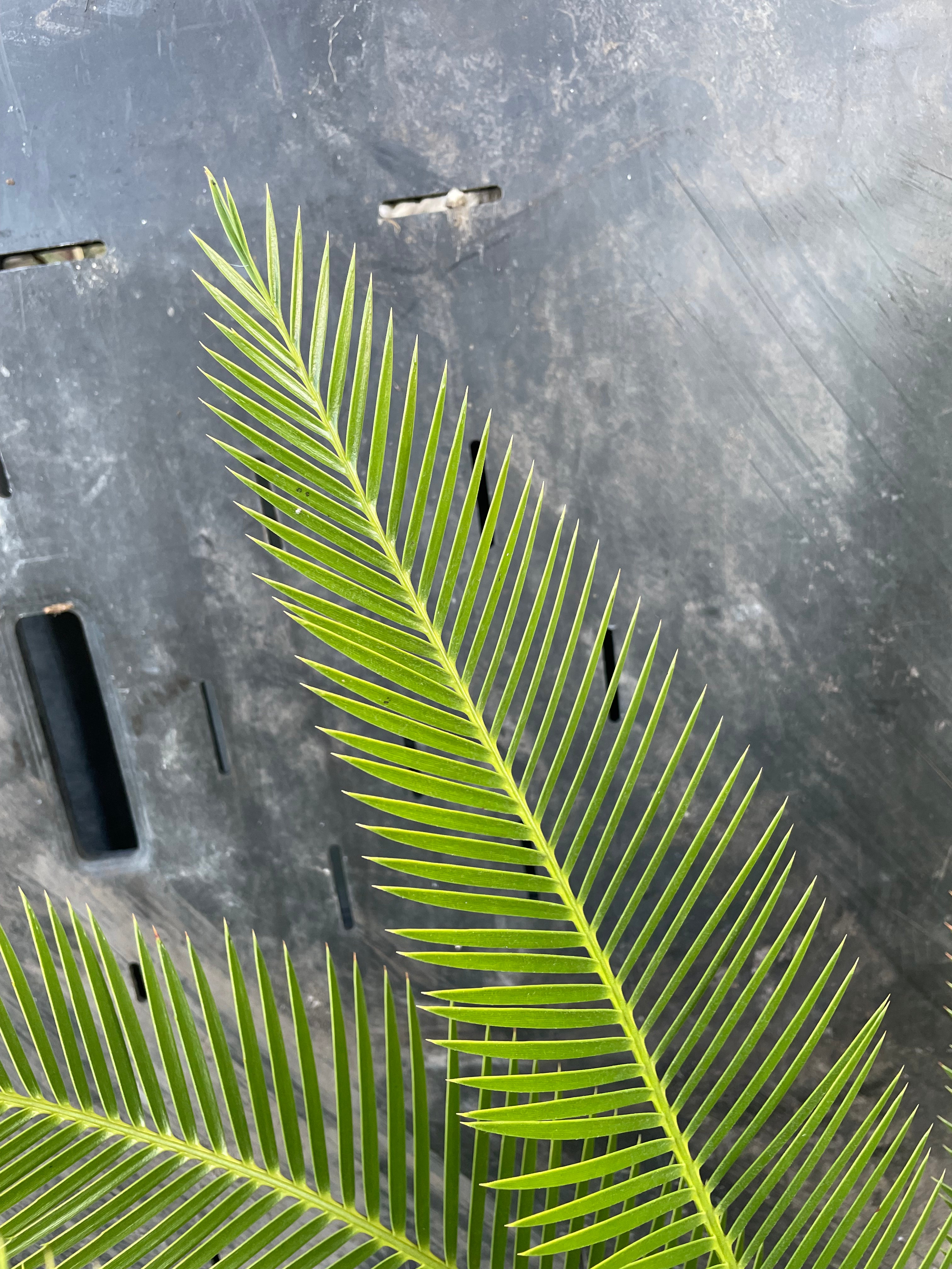 Dioon purpusii