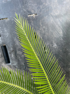 Dioon purpusii