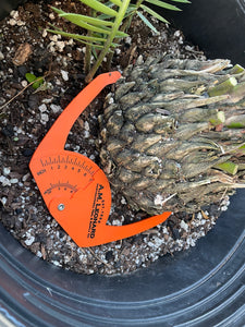 Dioon purpusii