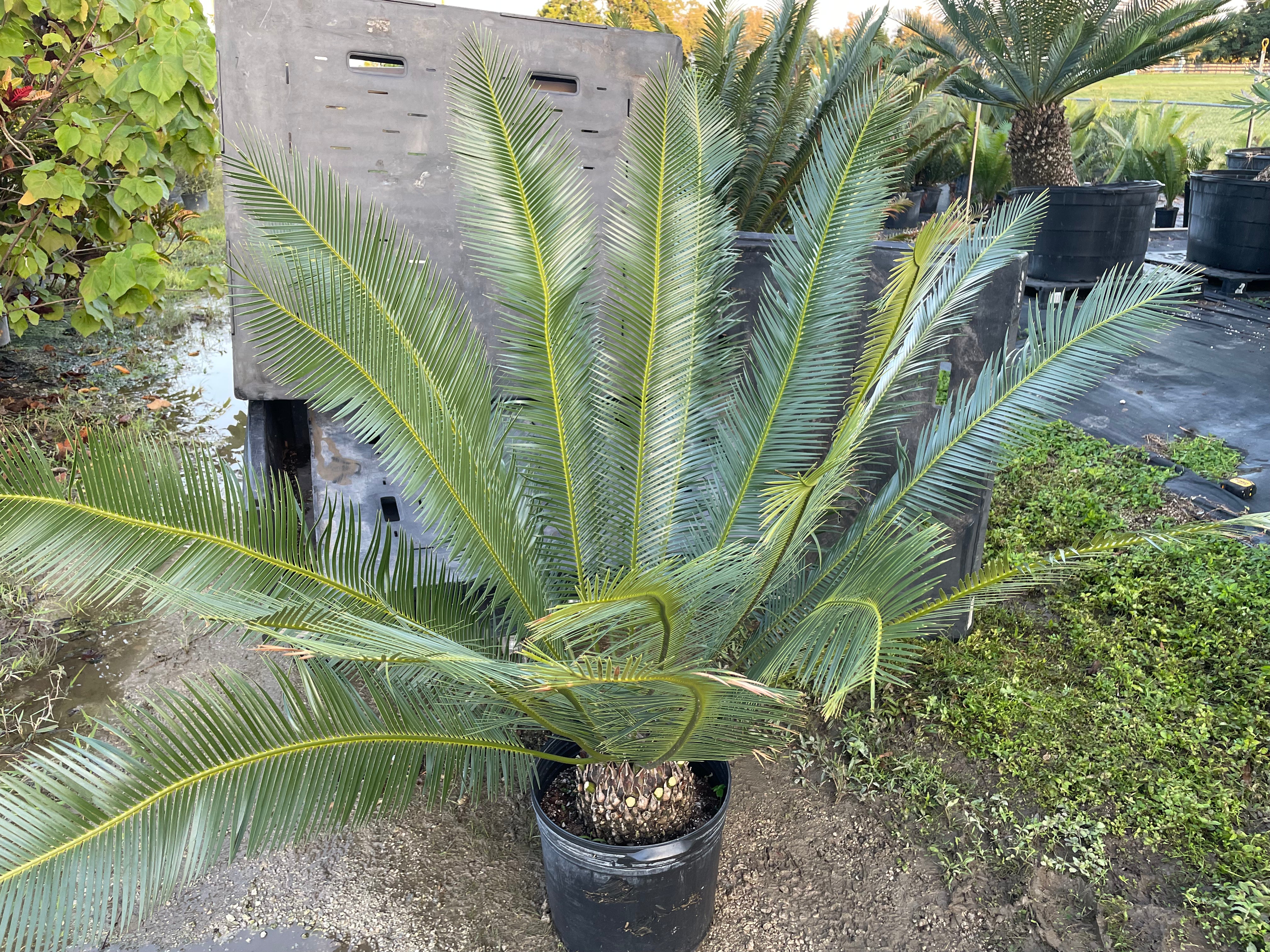 Dioon planifolium