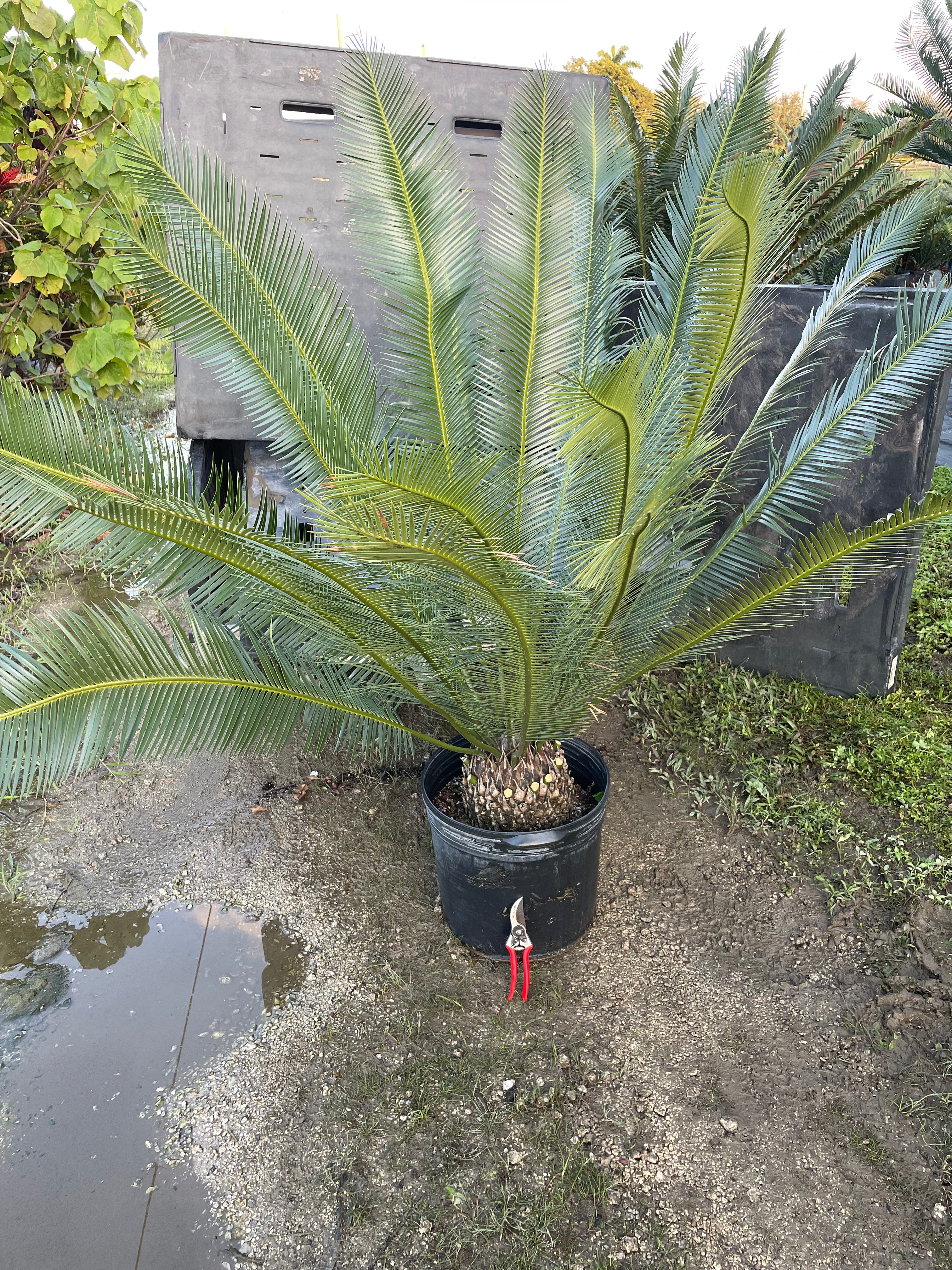 Dioon planifolium