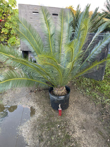 Dioon planifolium