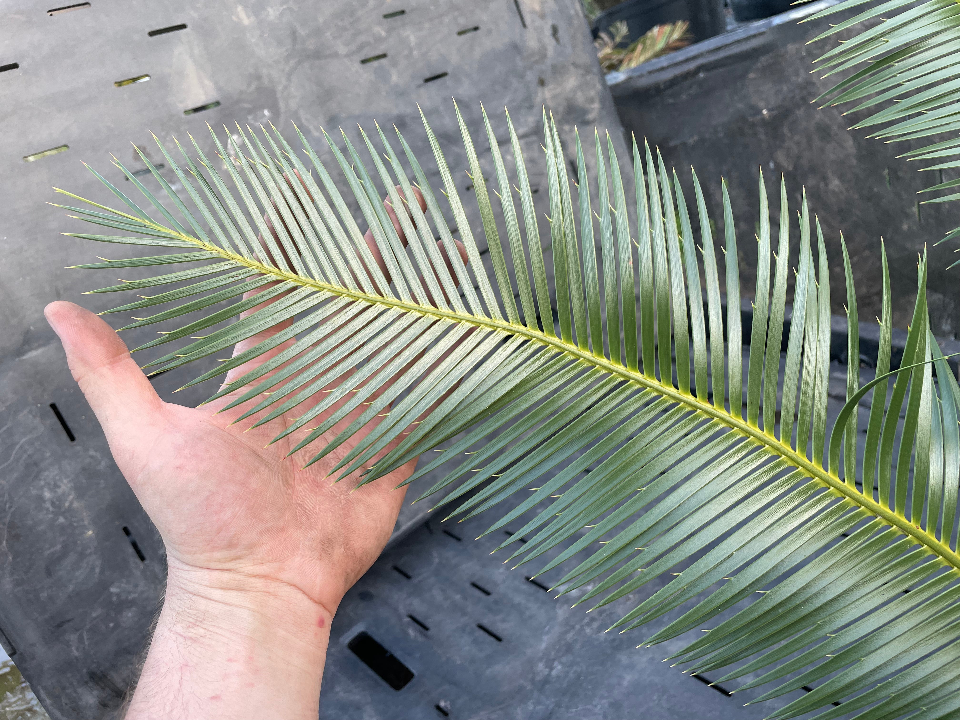 Dioon planifolium