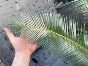 Dioon planifolium