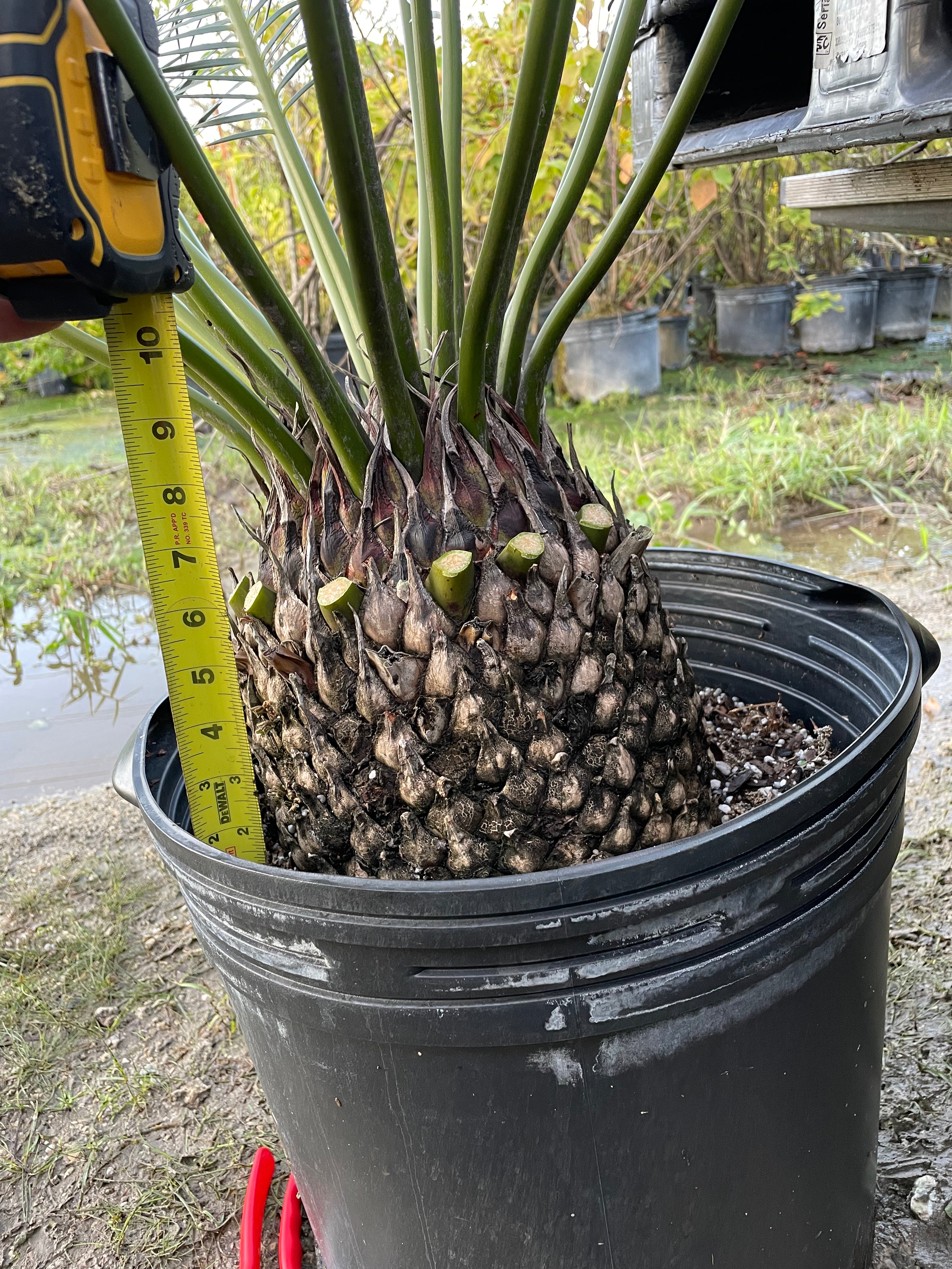 Dioon planifolium