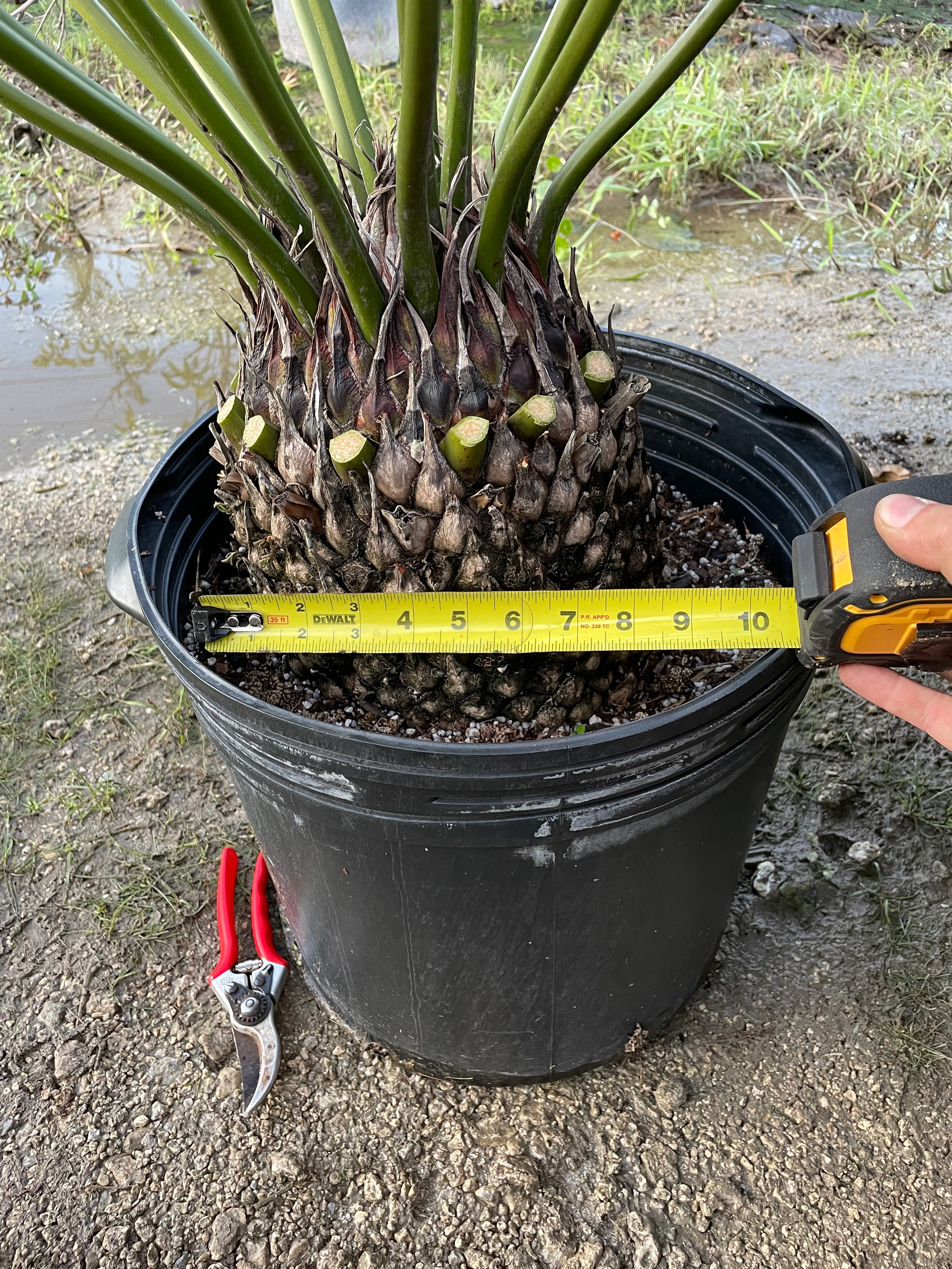 Dioon planifolium