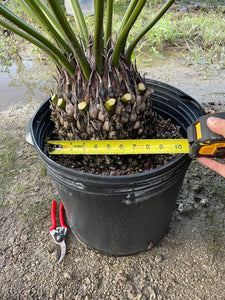 Dioon planifolium