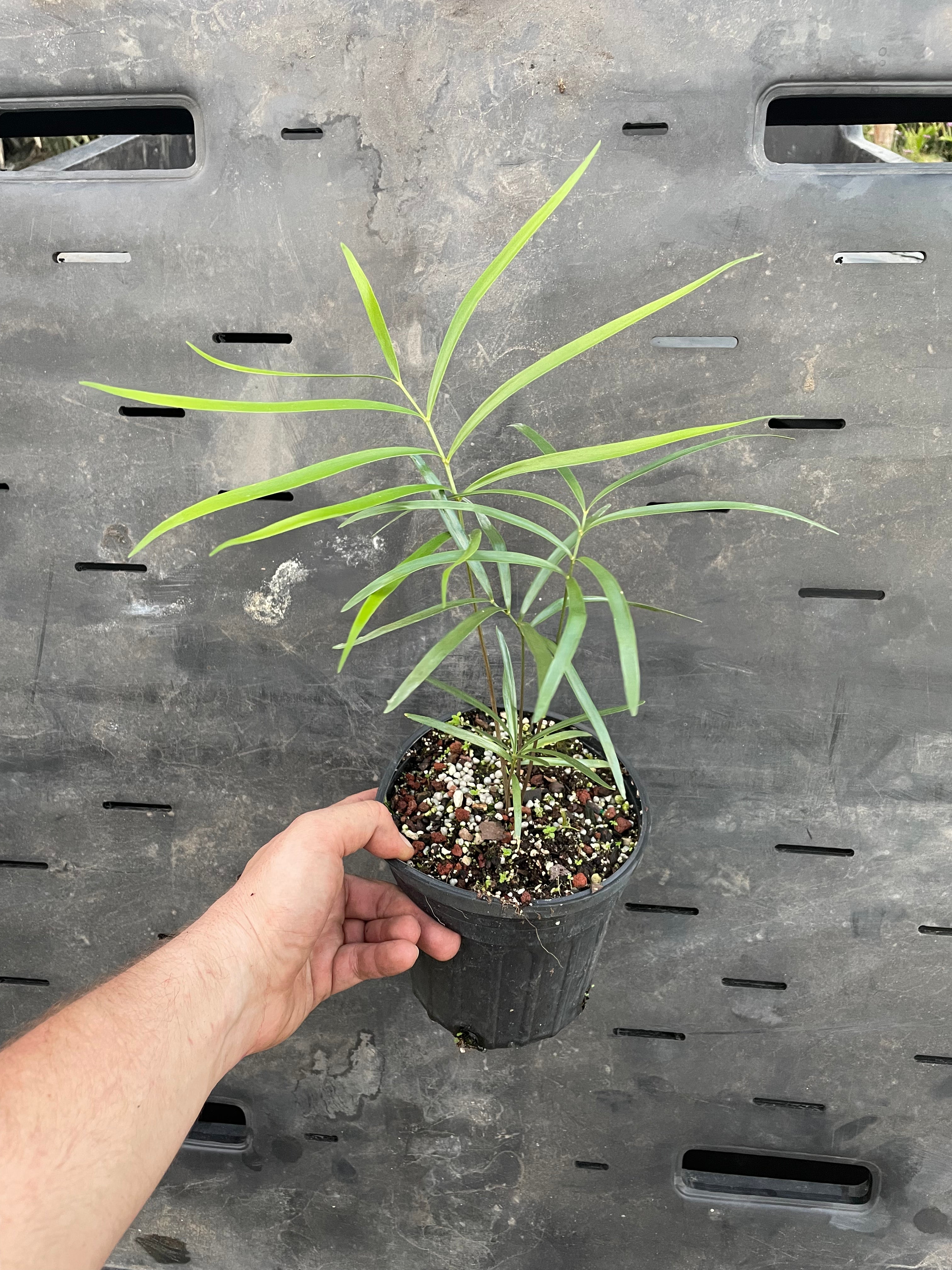 Zamia portoricensis "growers choice"