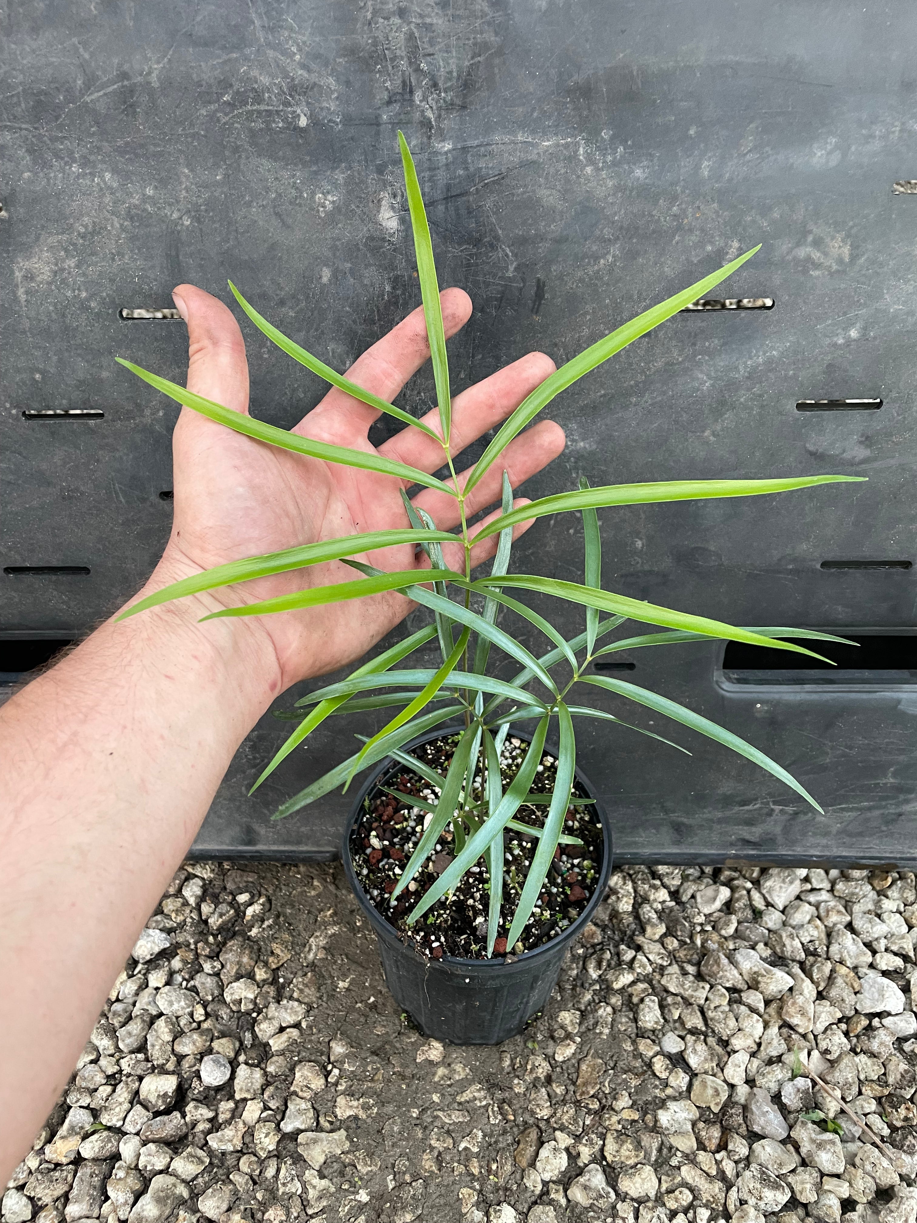 Zamia portoricensis "growers choice"