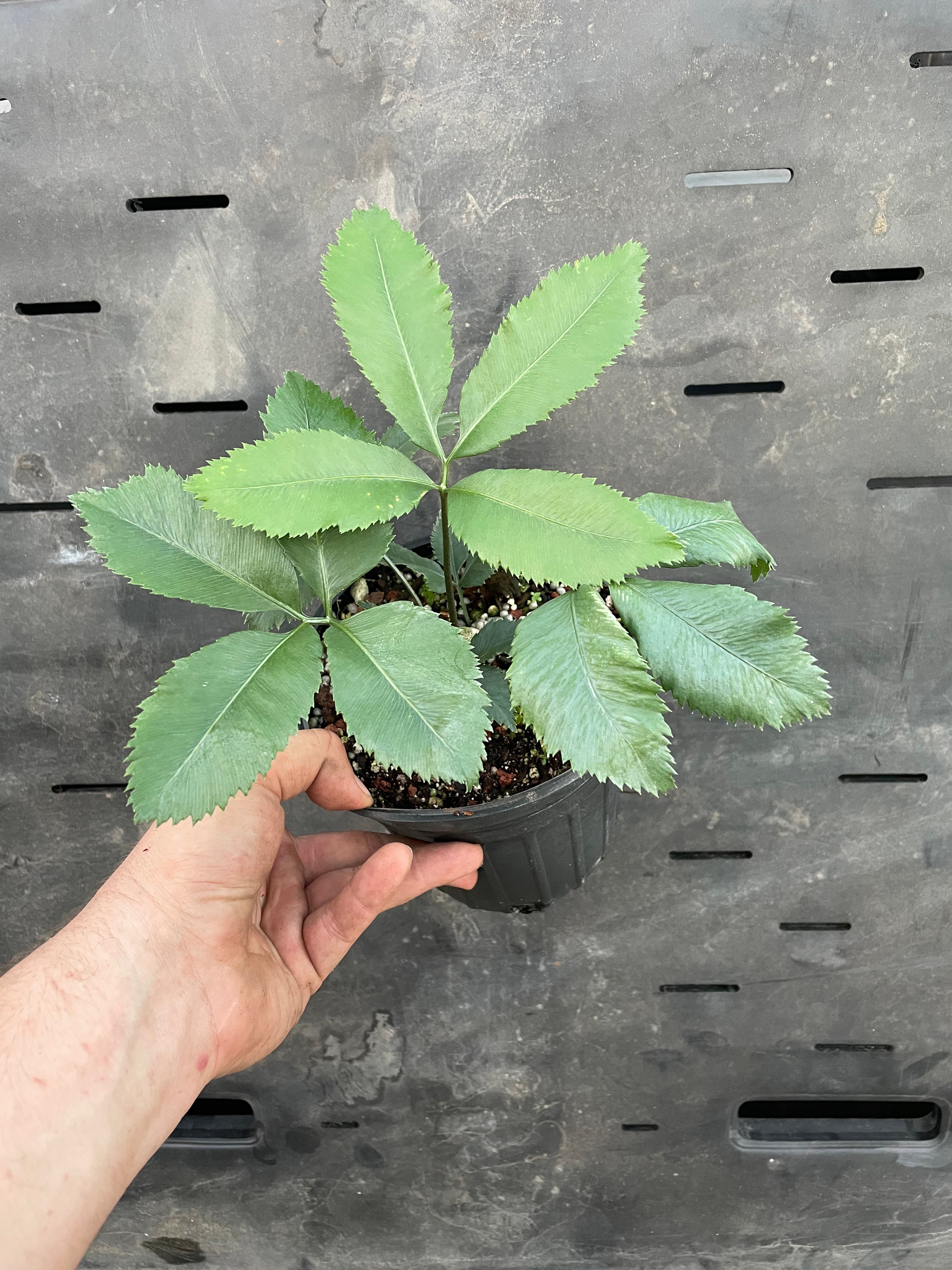 Stangeria eriopus forest form - "growers choice"