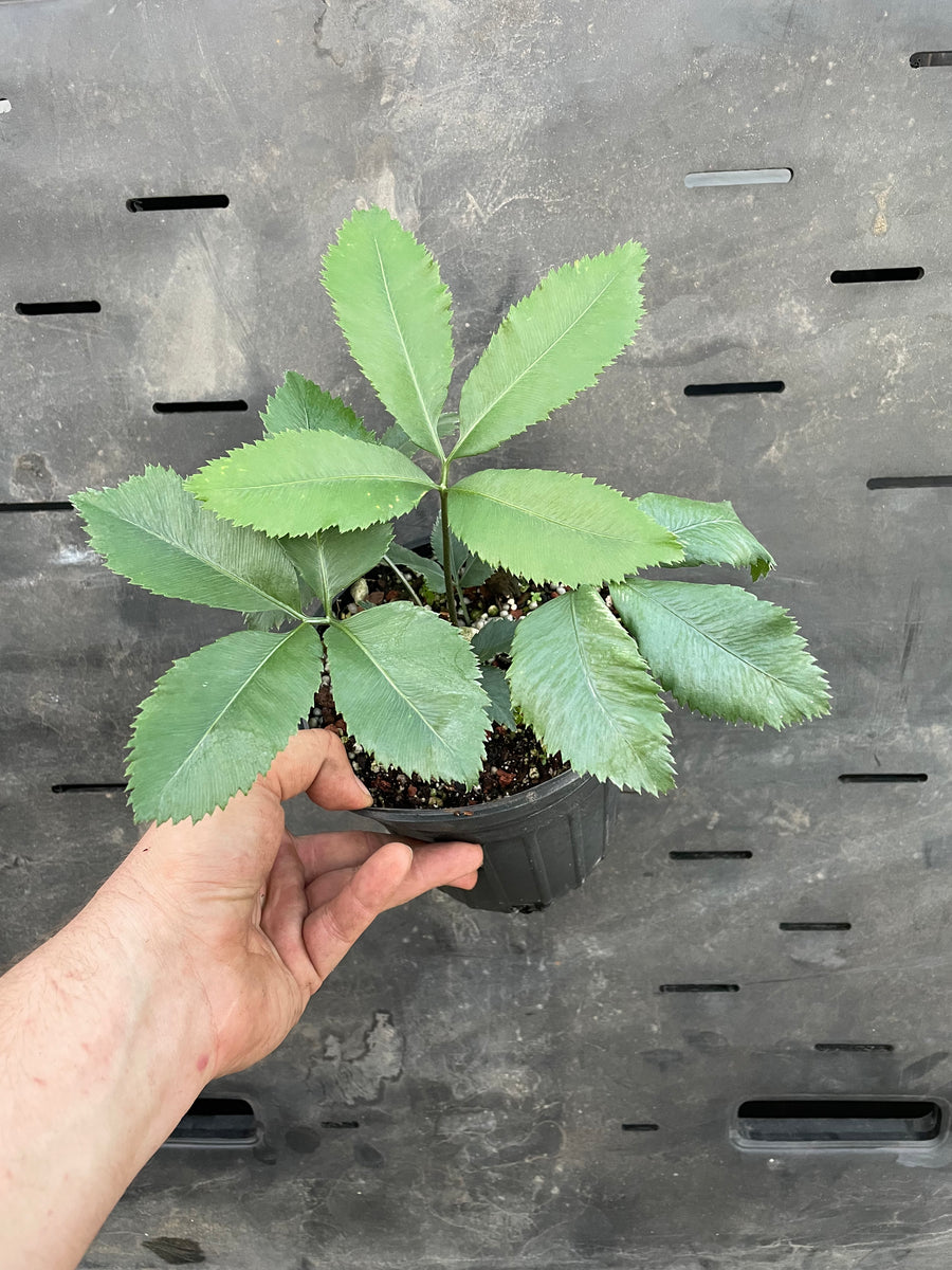 Stangeria eriopus forest form - 
