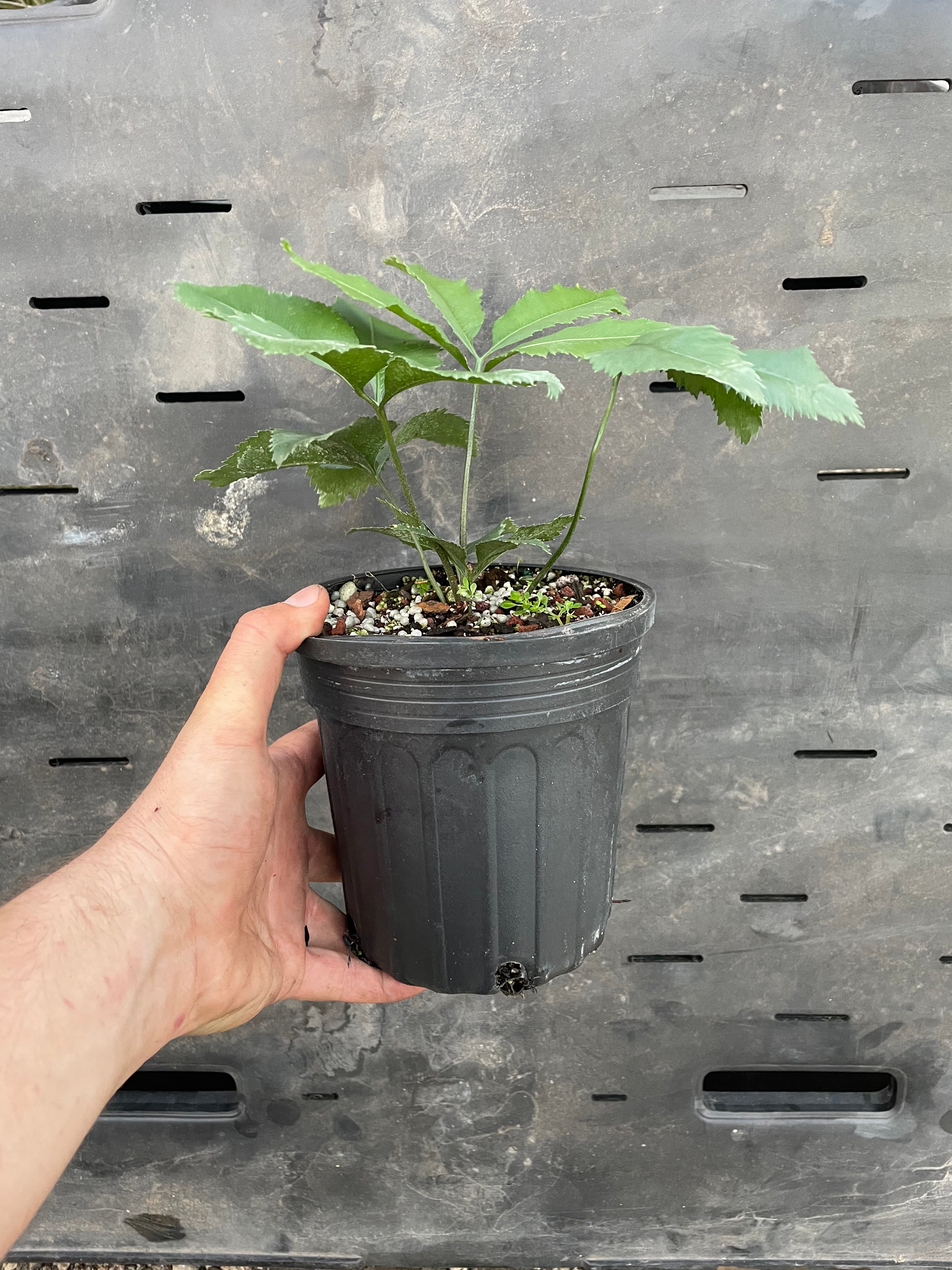 Stangeria eriopus forest form - "growers choice"