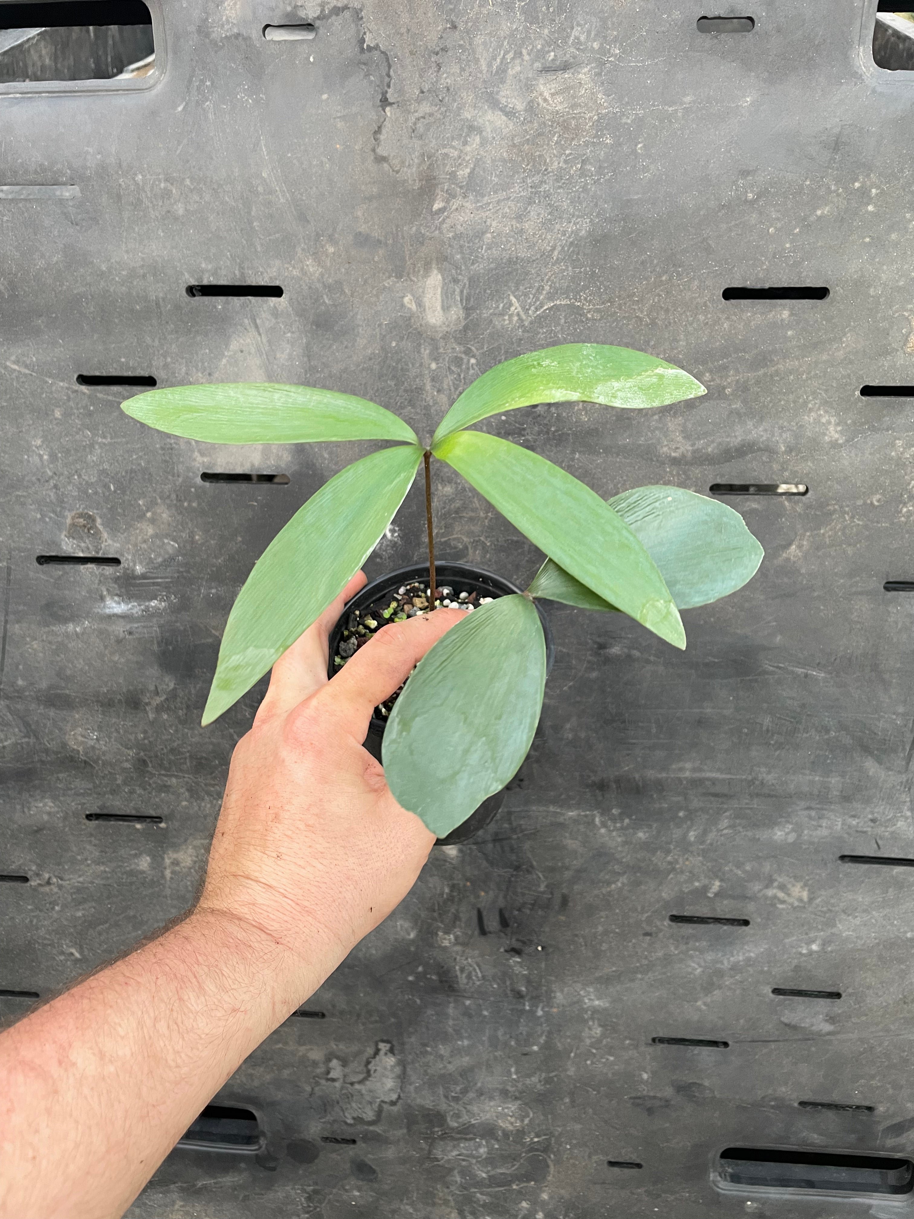 Zamia meermanii "growers choice"