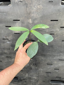 Zamia meermanii "growers choice"