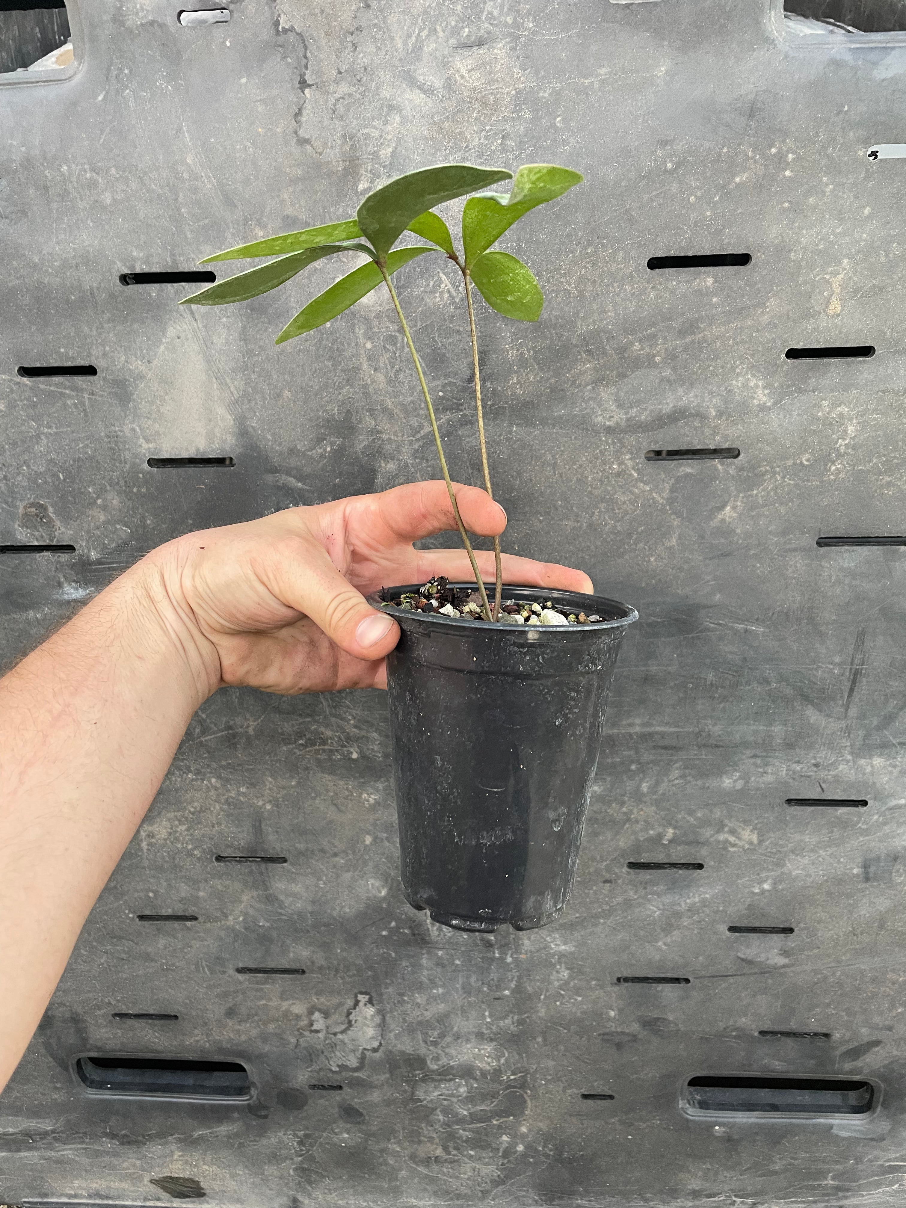 Zamia meermanii "growers choice"