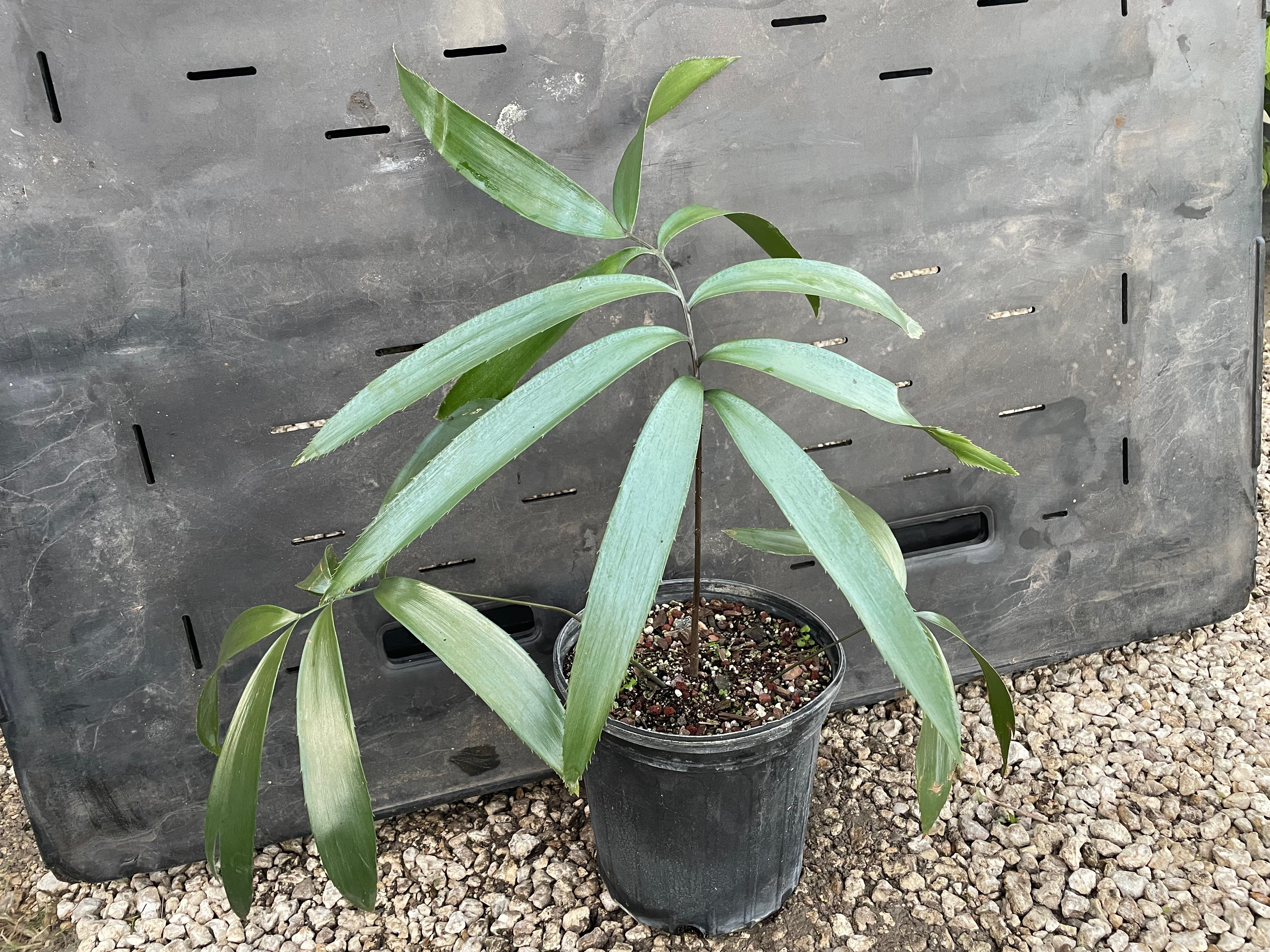 Zamia grijalvensis
