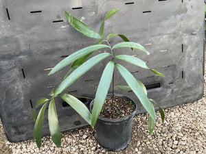 Zamia grijalvensis