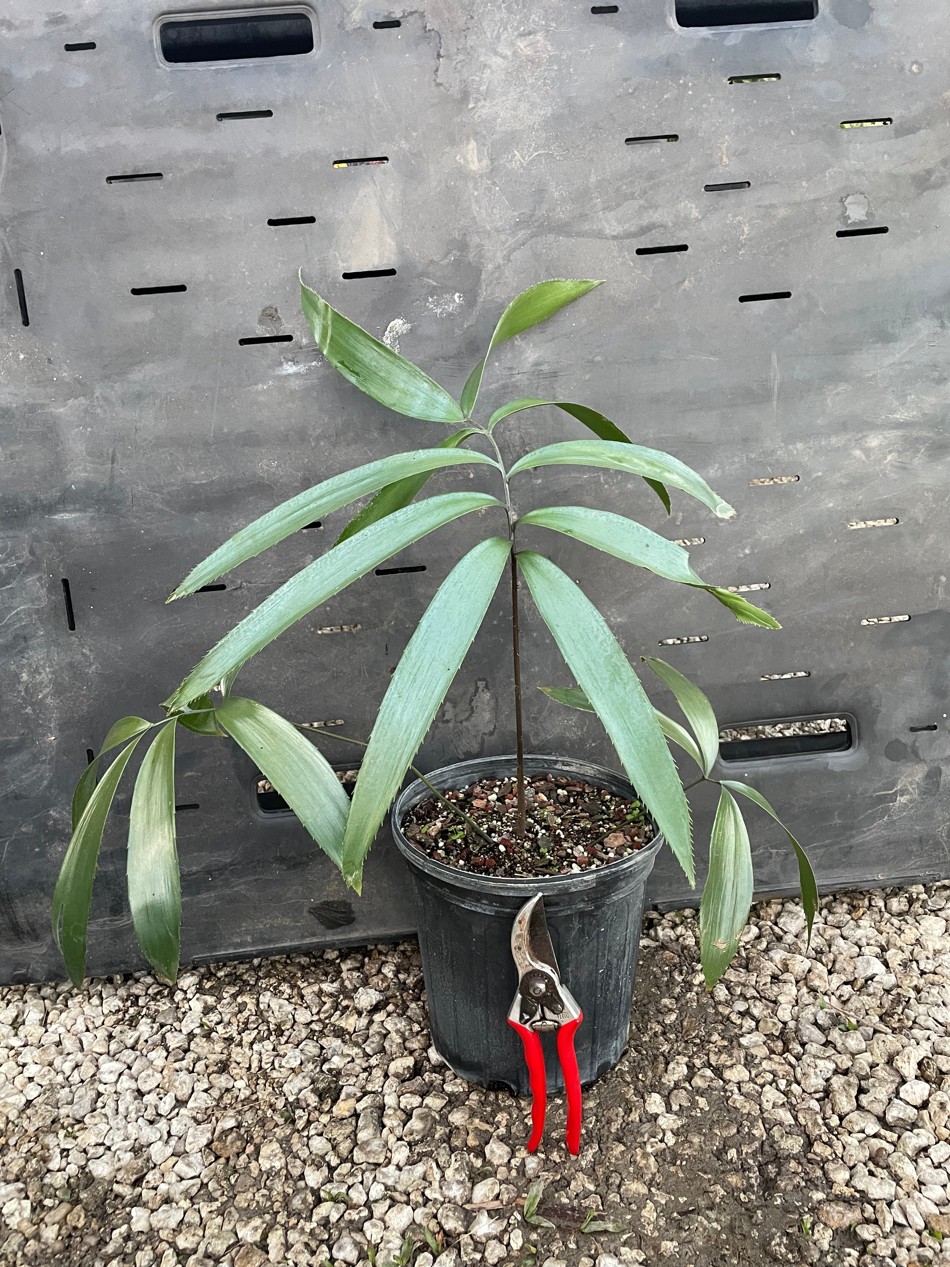 Zamia grijalvensis