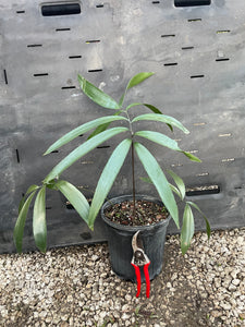 Zamia grijalvensis