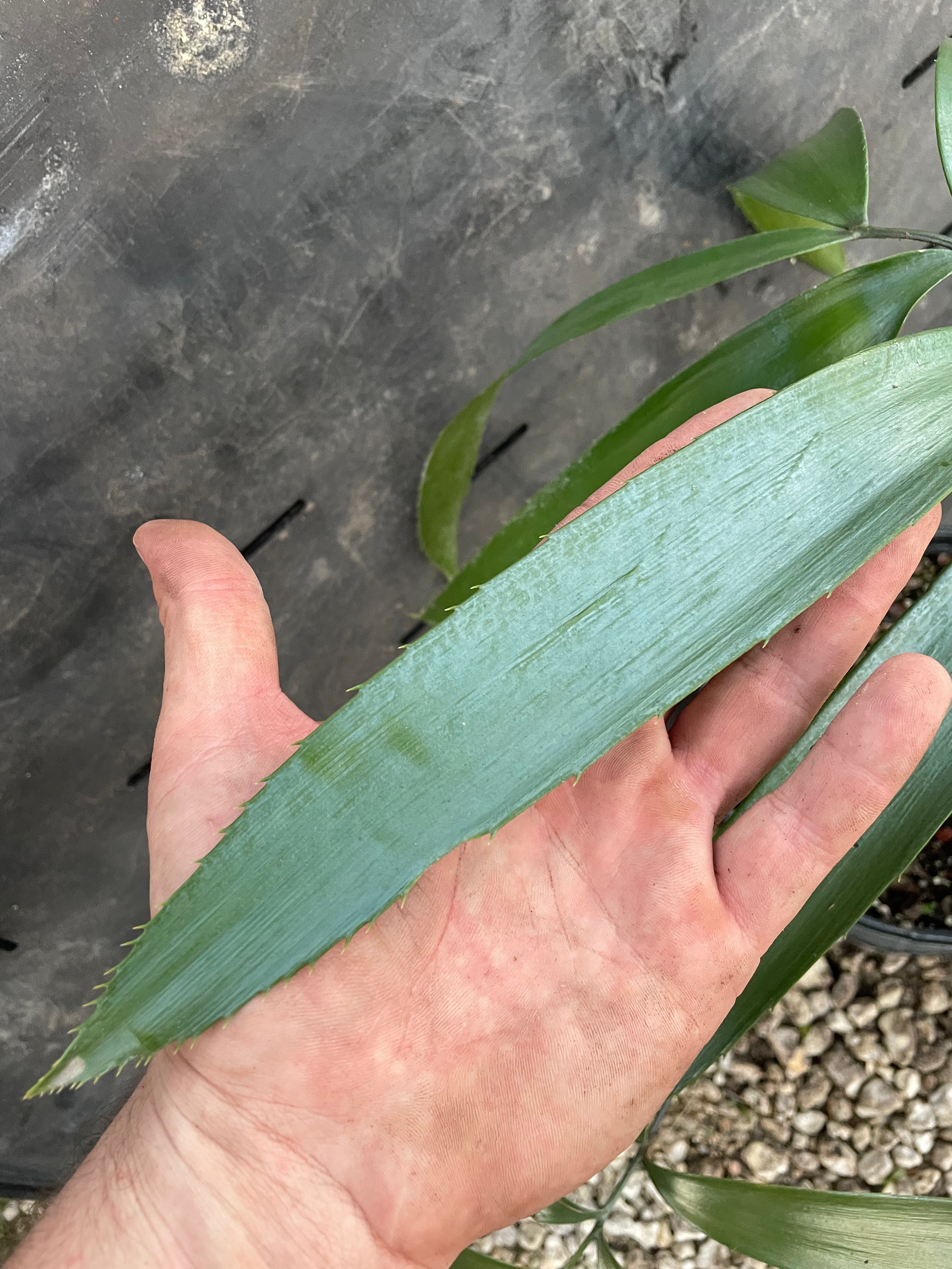 Zamia grijalvensis