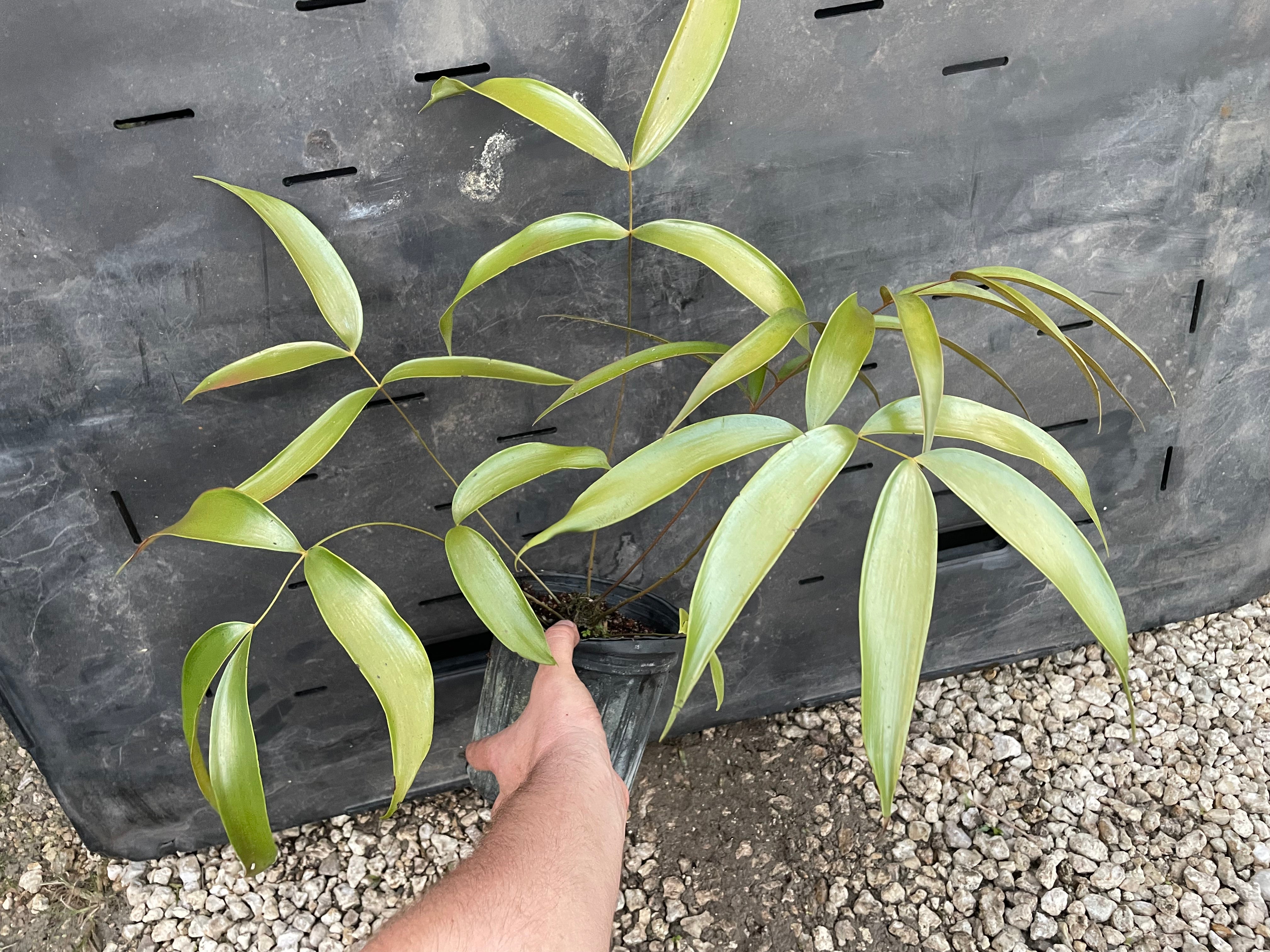 Ceratozamia totonacorum "sp red back"