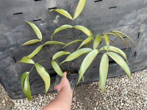 Ceratozamia totonacorum "sp red back"