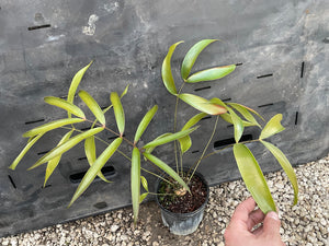 Ceratozamia totonacorum "sp red back"
