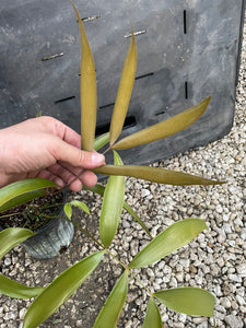 Ceratozamia totonacorum "sp red back"