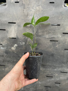 Zamia splendens "giant form" "growers choice"