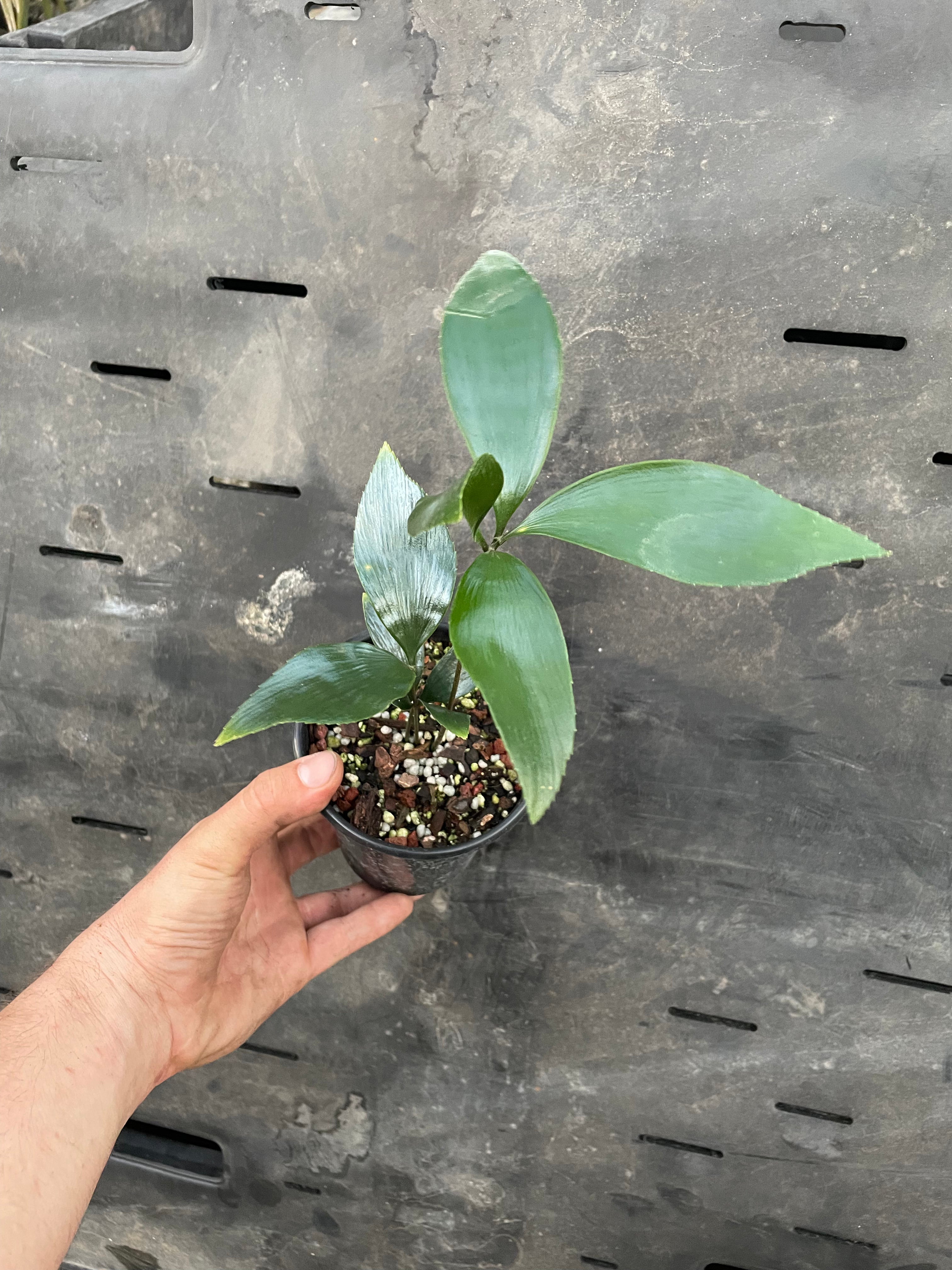 Zamia splendens "giant form" "growers choice"