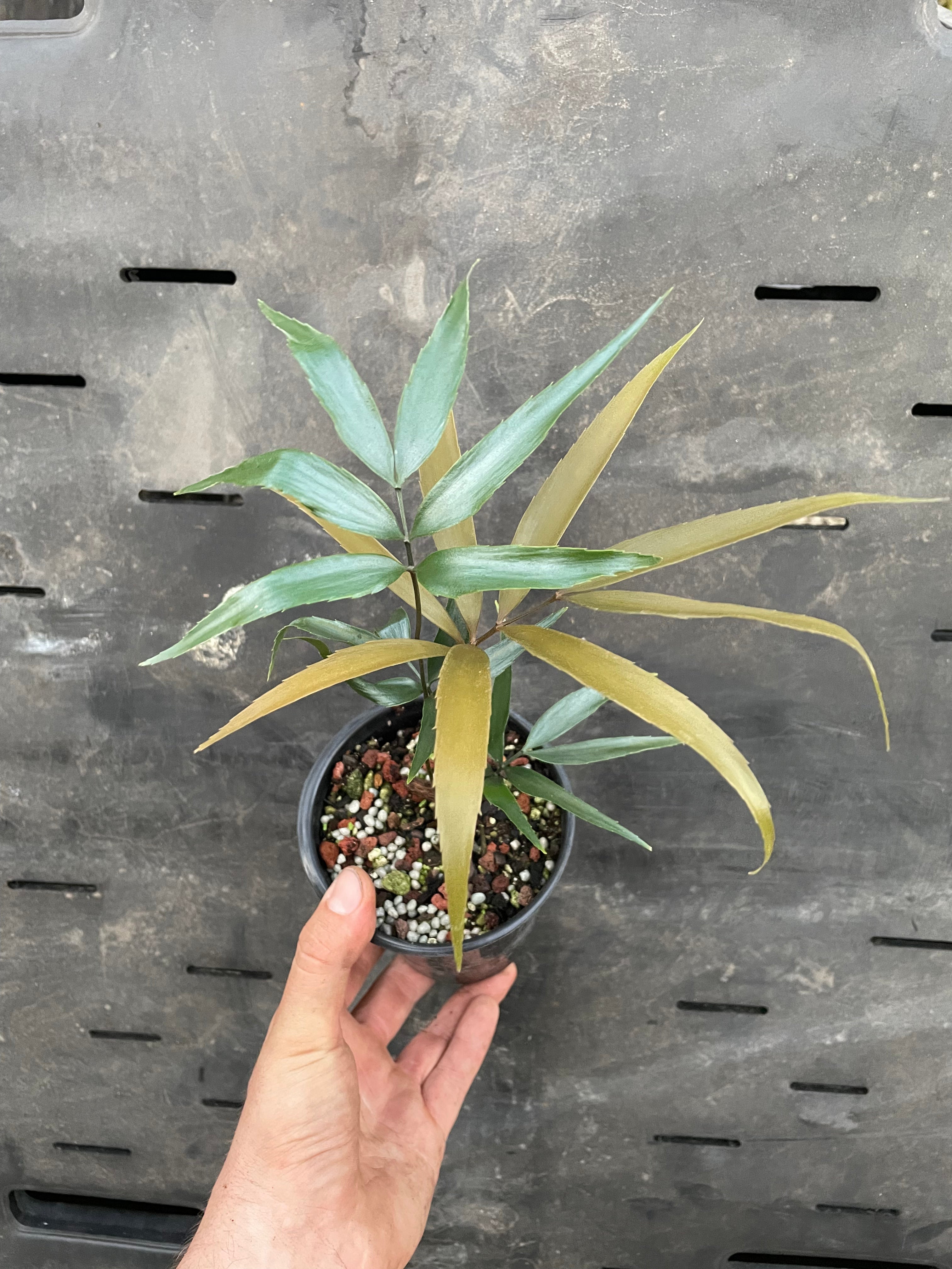 Zamia oriellyi "growers choice"