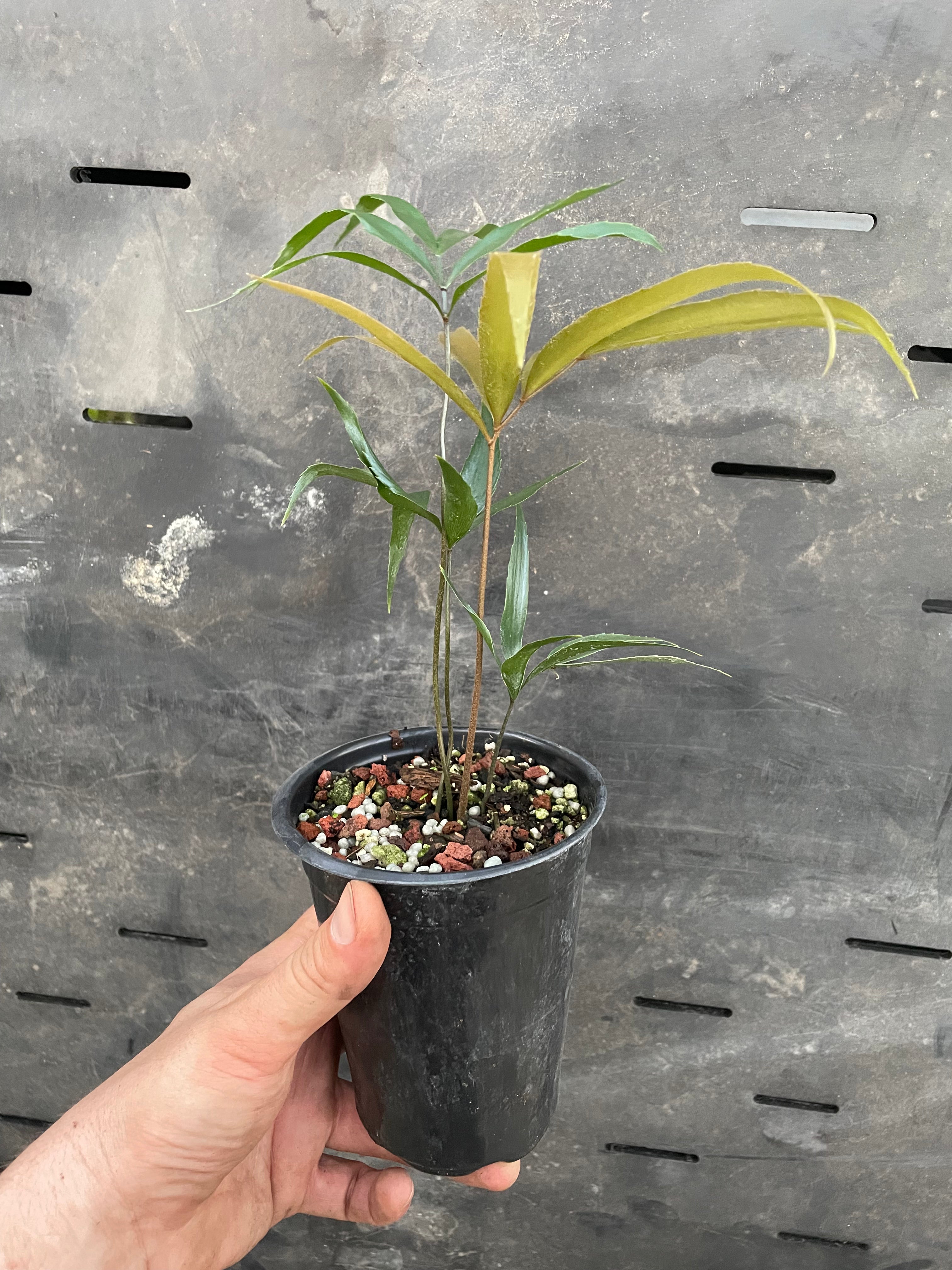 Zamia oriellyi "growers choice"
