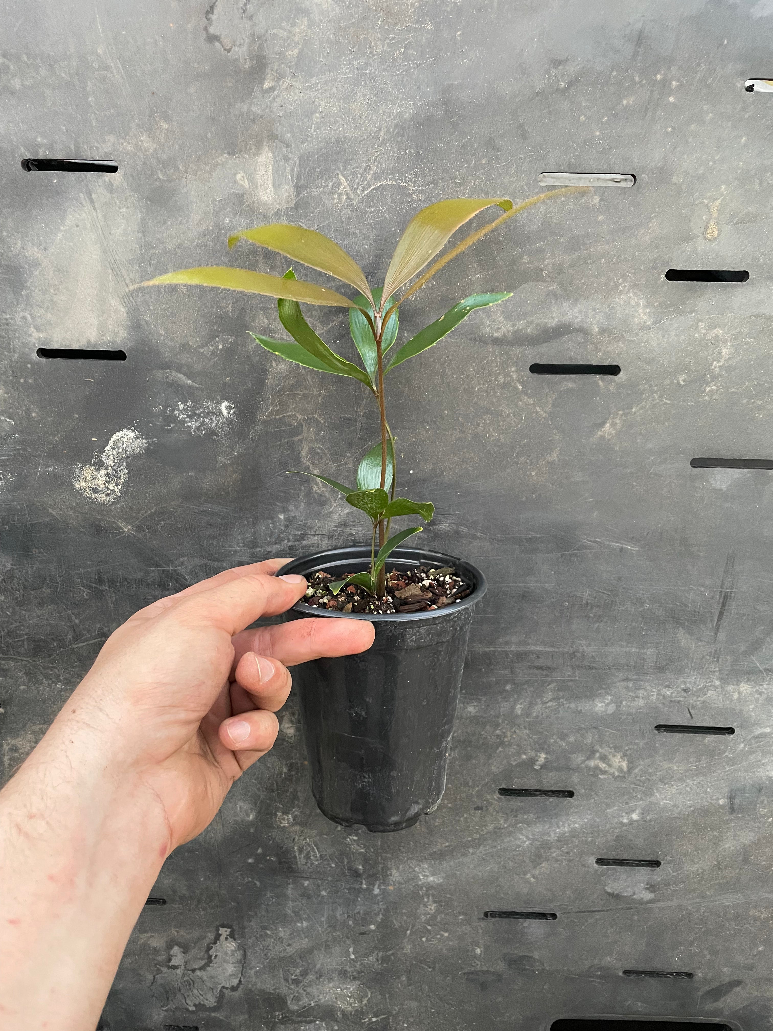 Zamia purpurea "growers choice"