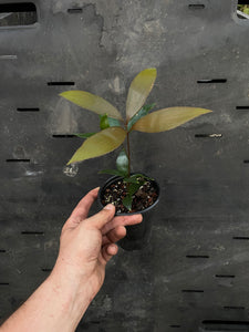 Zamia purpurea "growers choice"