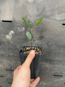 Zamia sp. Abaco "growers choice"