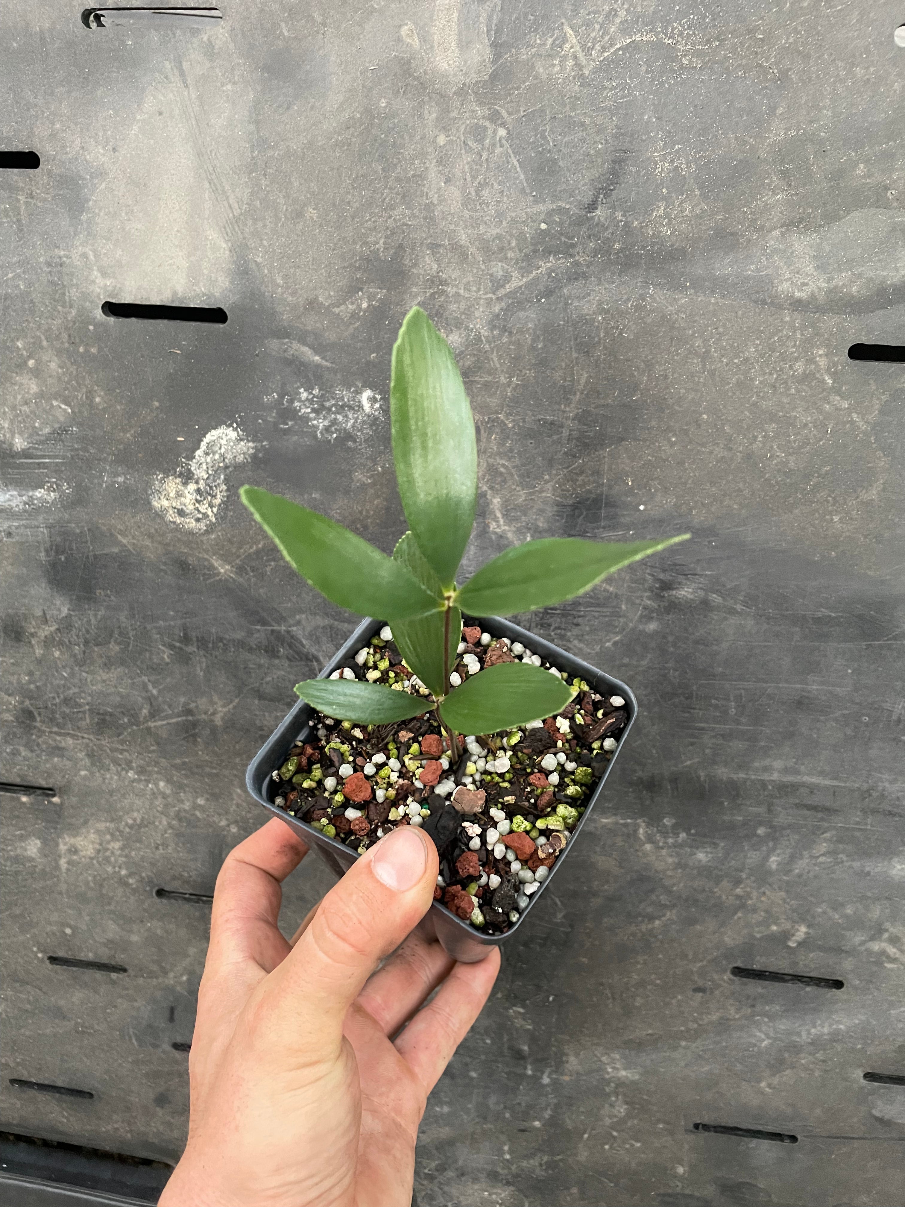Zamia sp. Abaco "growers choice"