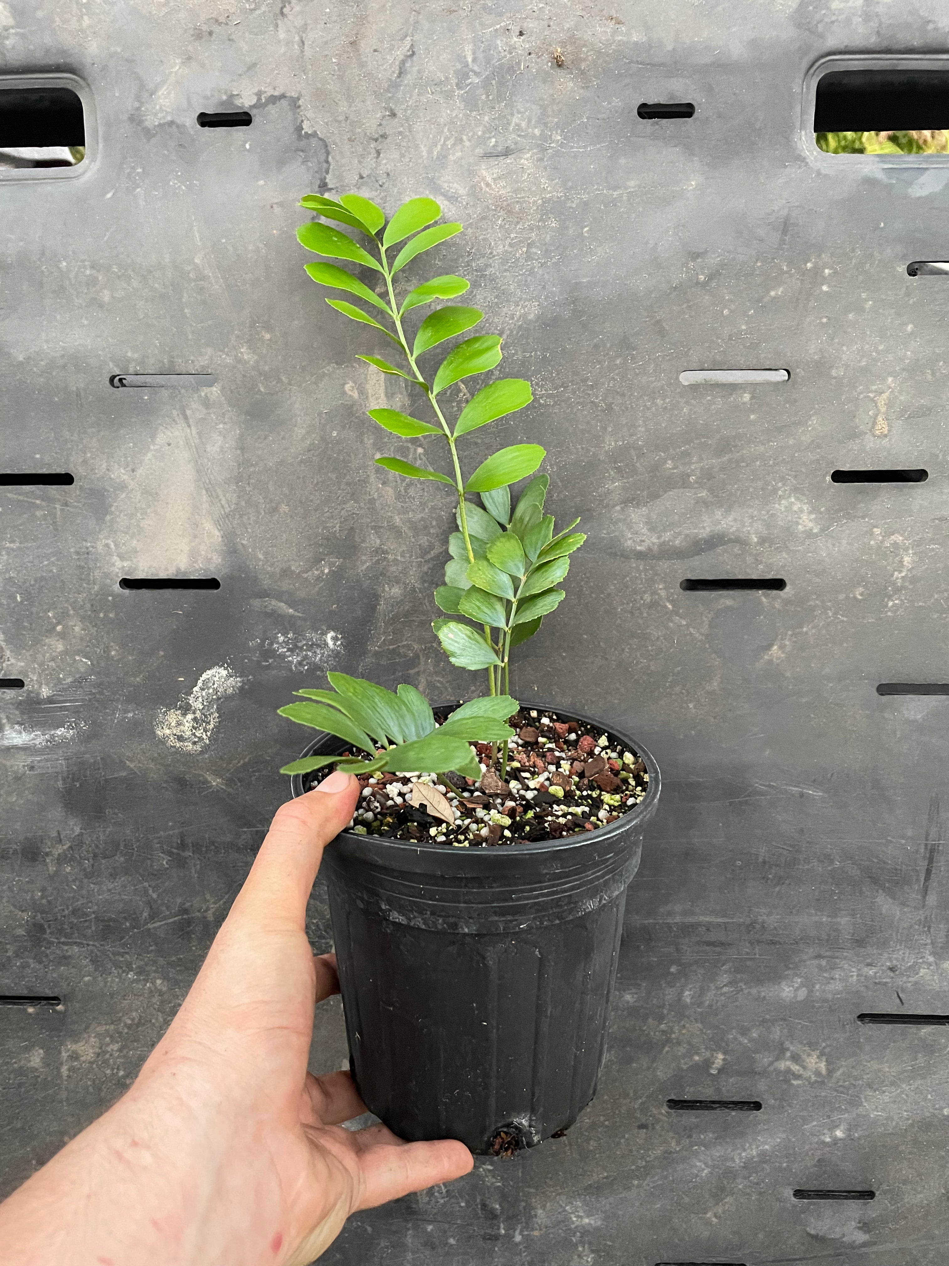 Zamia pygmaea