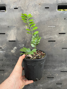 Zamia pygmaea