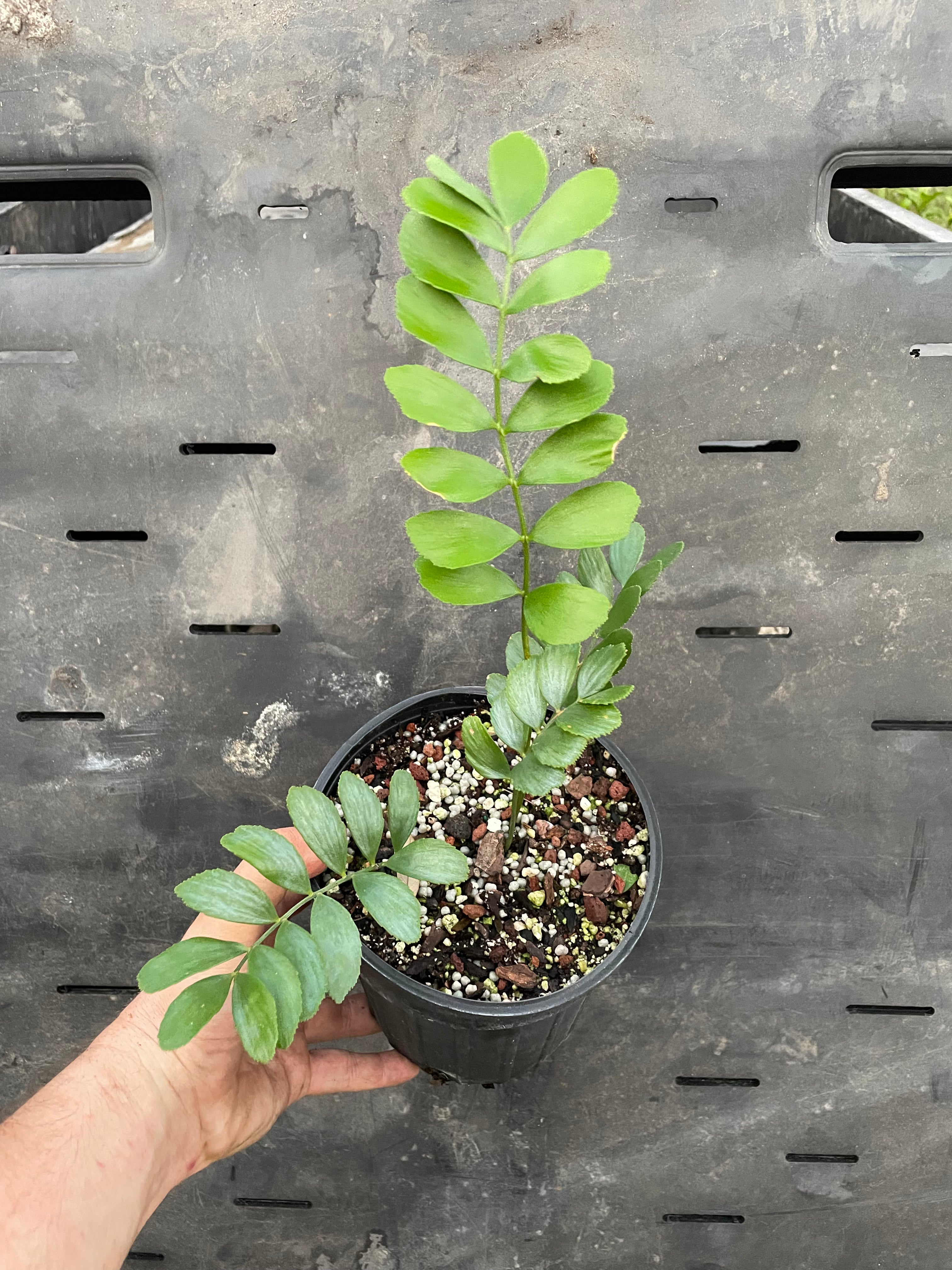 Zamia pygmaea