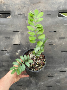 Zamia pygmaea