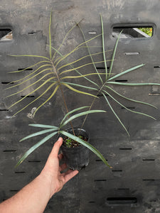Zamia spartea